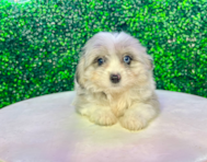 12 week old Aussiechon Puppy For Sale - Puppy Love PR