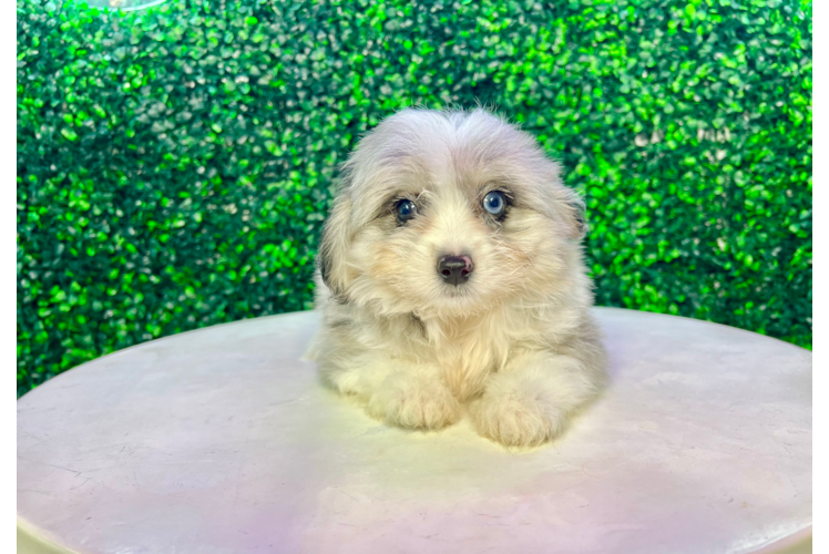 Meet Homage - our Aussiechon Puppy Photo 1/4 - Puppy Love PR Aussiechon Pup Being Cute