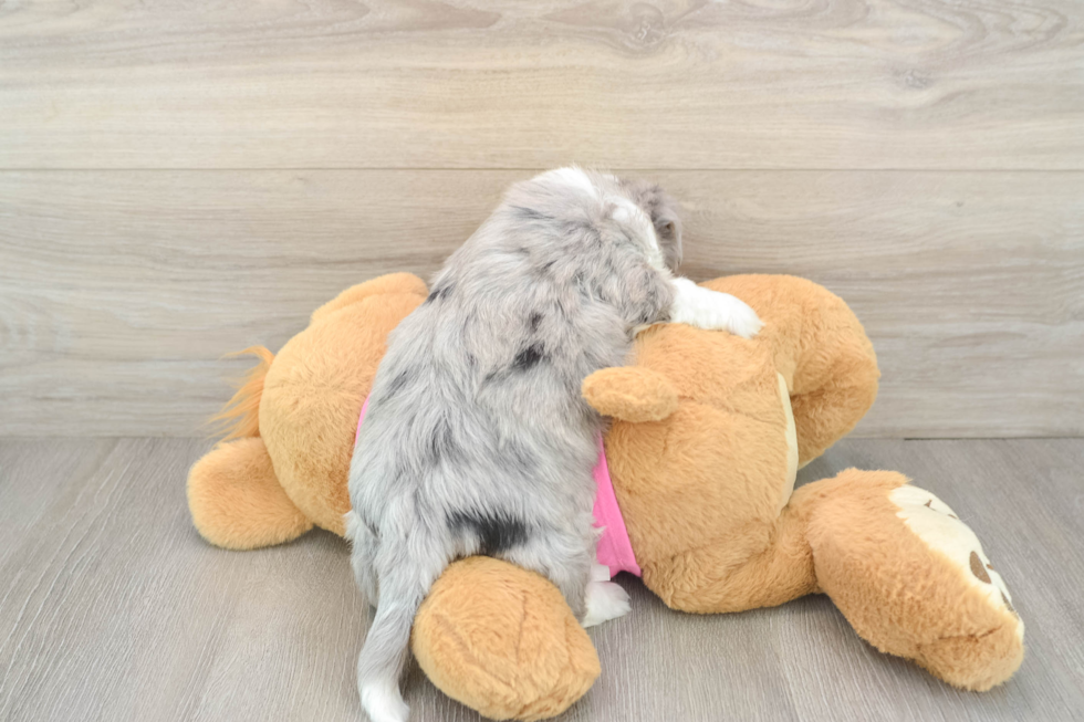 Aussiechon Pup Being Cute