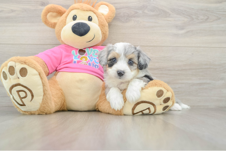 Hypoallergenic Aussie Bichon Designer Puppy