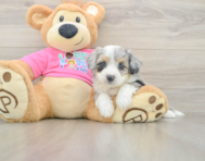 5 week old Aussiechon Puppy For Sale - Puppy Love PR