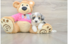 Hypoallergenic Aussie Bichon Designer Puppy