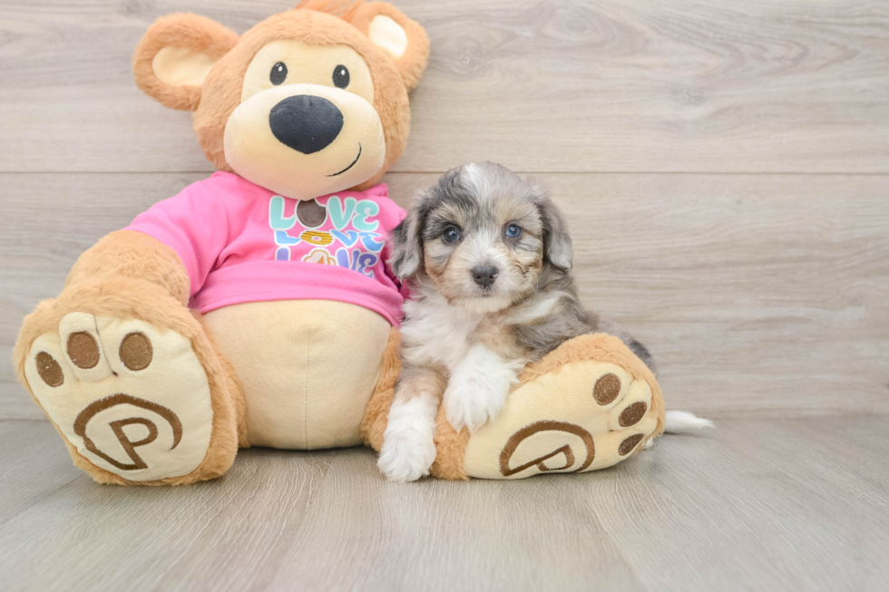 Aussiechon Puppy for Adoption