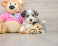 10 week old Aussiechon Puppy For Sale - Puppy Love PR