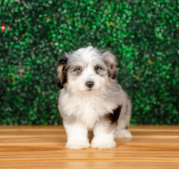 10 week old Aussiechon Puppy For Sale - Puppy Love PR
