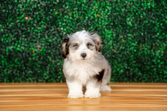 Cute Aussiechon Baby