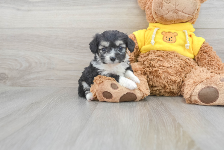 Meet Houston - our Aussiechon Puppy Photo 1/3 - Puppy Love PR Friendly Aussiechon Baby