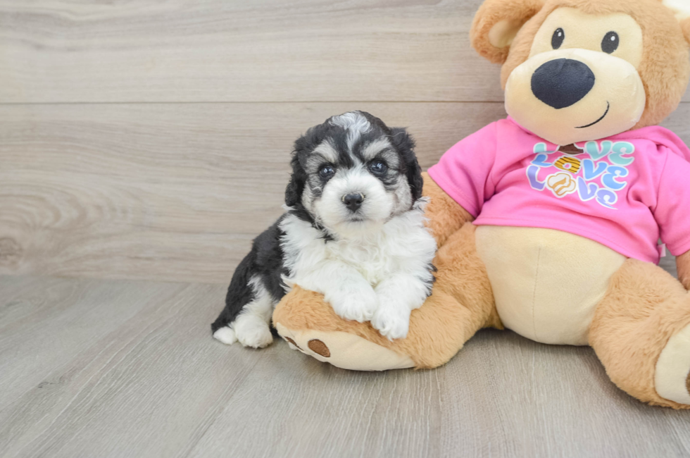 6 week old Aussiechon Puppy For Sale - Puppy Love PR