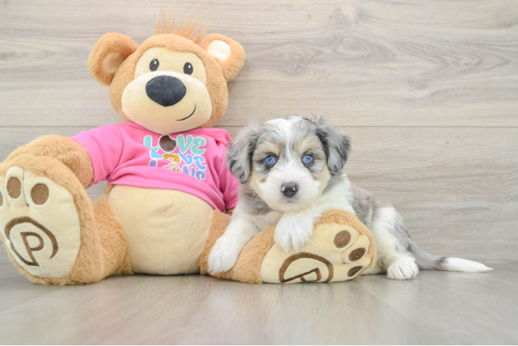 Aussiechon Pup Being Cute