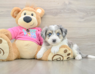 6 week old Aussiechon Puppy For Sale - Puppy Love PR