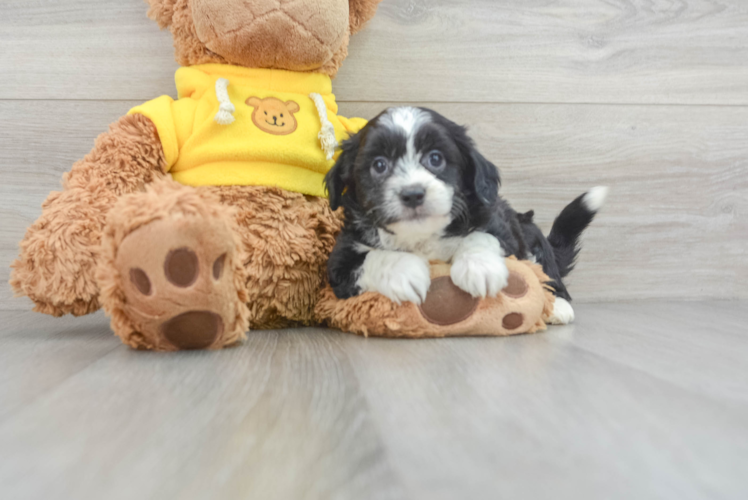Meet Icon - our Aussiechon Puppy Photo 1/3 - Puppy Love PR Popular Aussiechon Designer Pup