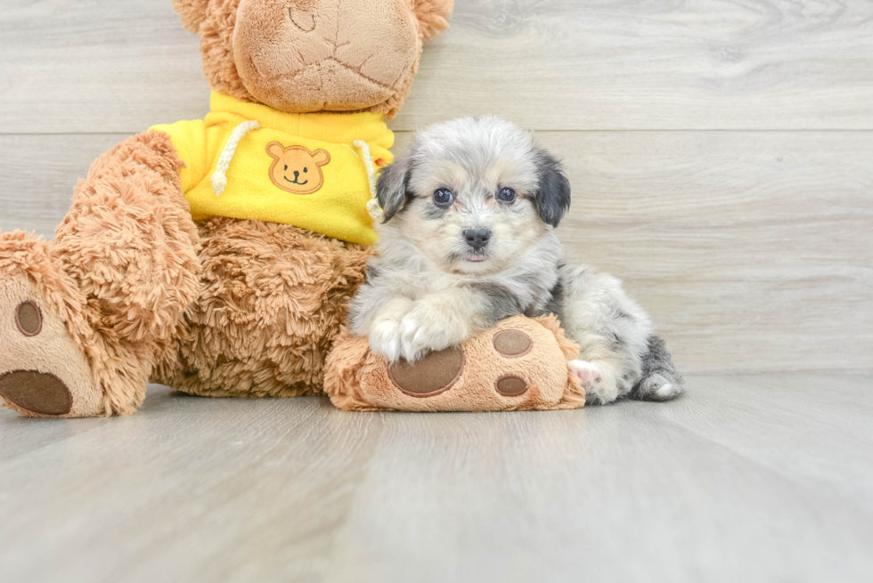 Hypoallergenic Aussie Bichon Designer Puppy