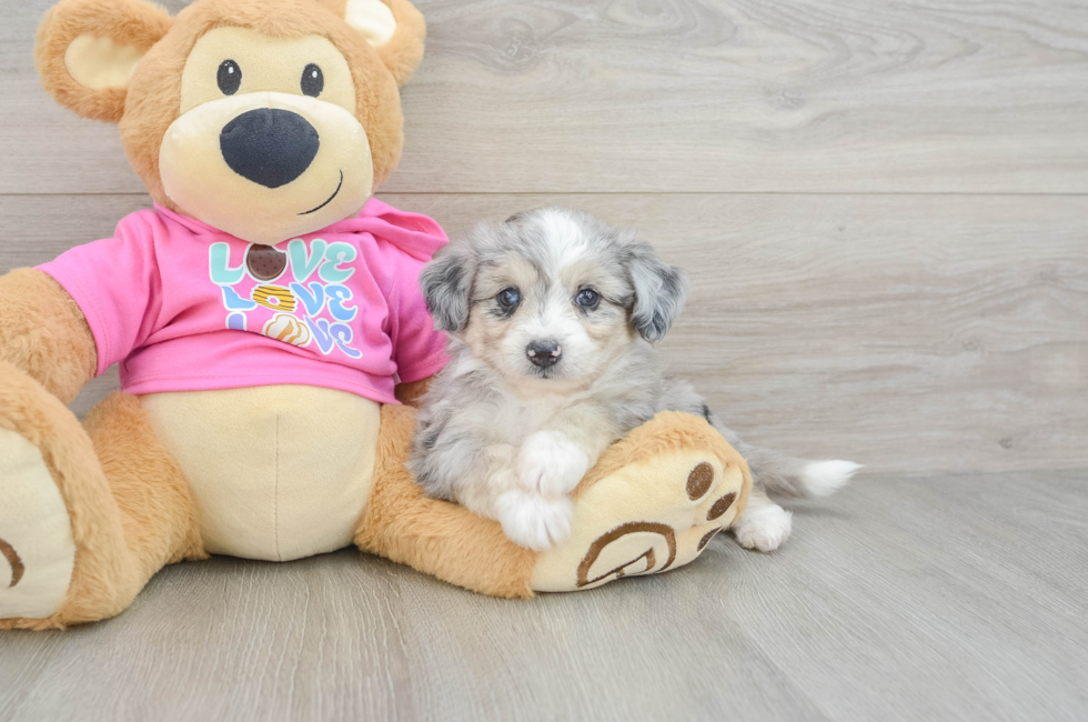 6 week old Aussiechon Puppy For Sale - Puppy Love PR