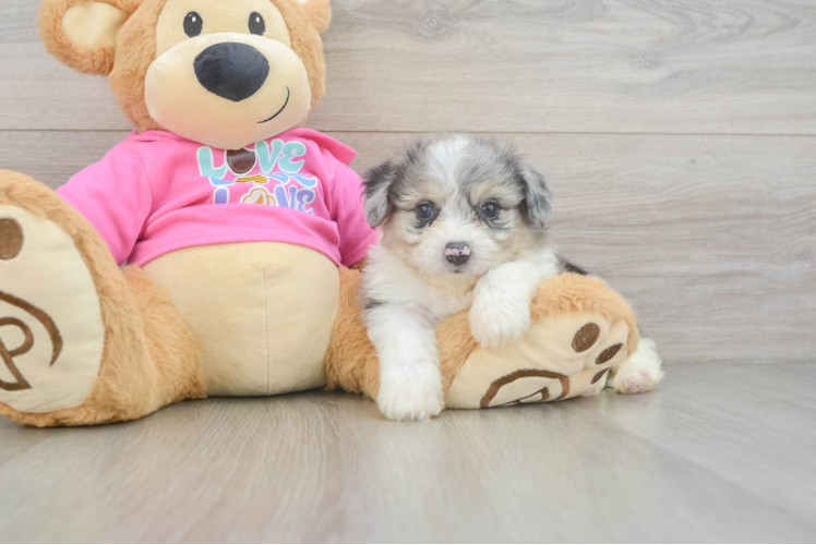 Small Aussiechon Baby