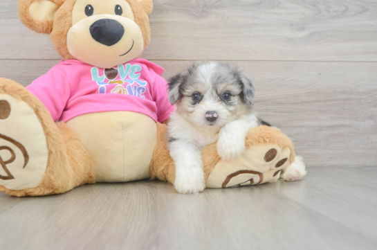 Small Aussiechon Baby