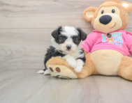 7 week old Aussiechon Puppy For Sale - Puppy Love PR