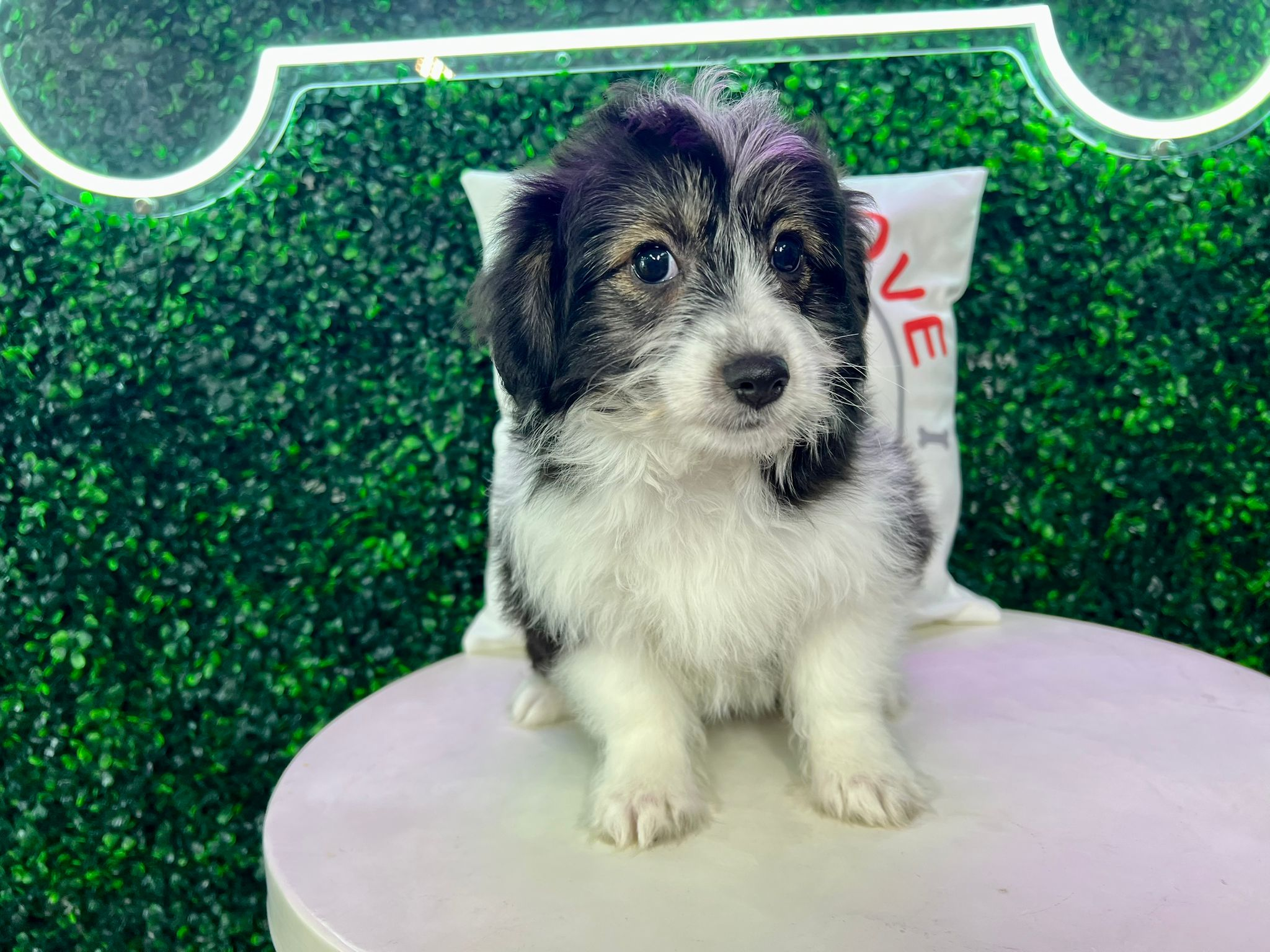 Cute Aussiechon Designer Pup