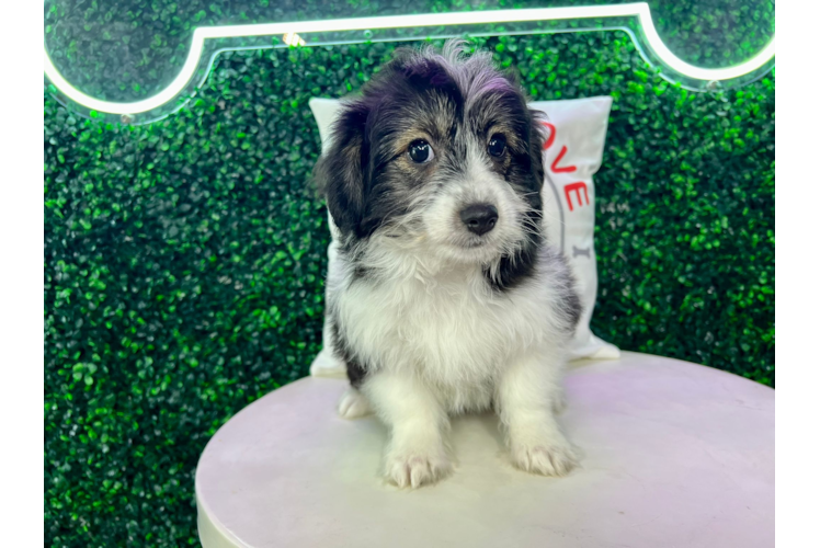 Meet Idol - our Aussiechon Puppy Photo 1/4 - Puppy Love PR Cute Aussiechon Designer Pup