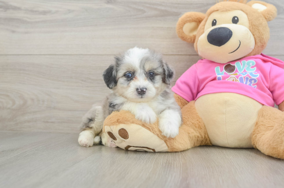 5 week old Aussiechon Puppy For Sale - Puppy Love PR