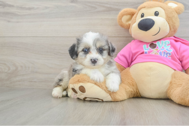 Meet Idol - our Aussiechon Puppy Photo 1/3 - Puppy Love PR Best Aussiechon Baby