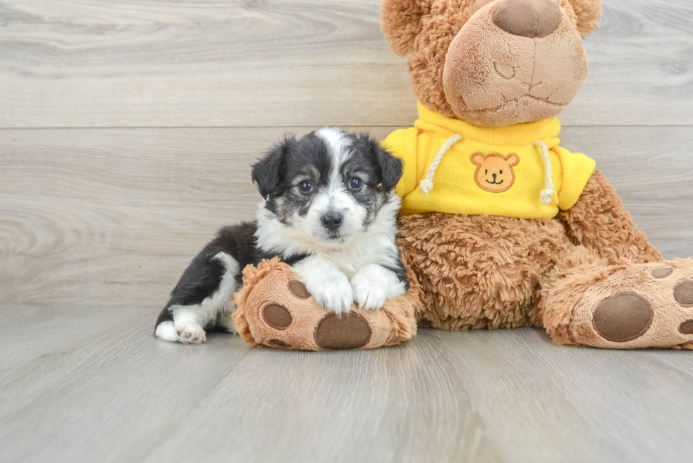 Energetic Aussie Bichon Designer Puppy