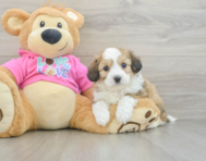 5 week old Aussiechon Puppy For Sale - Puppy Love PR
