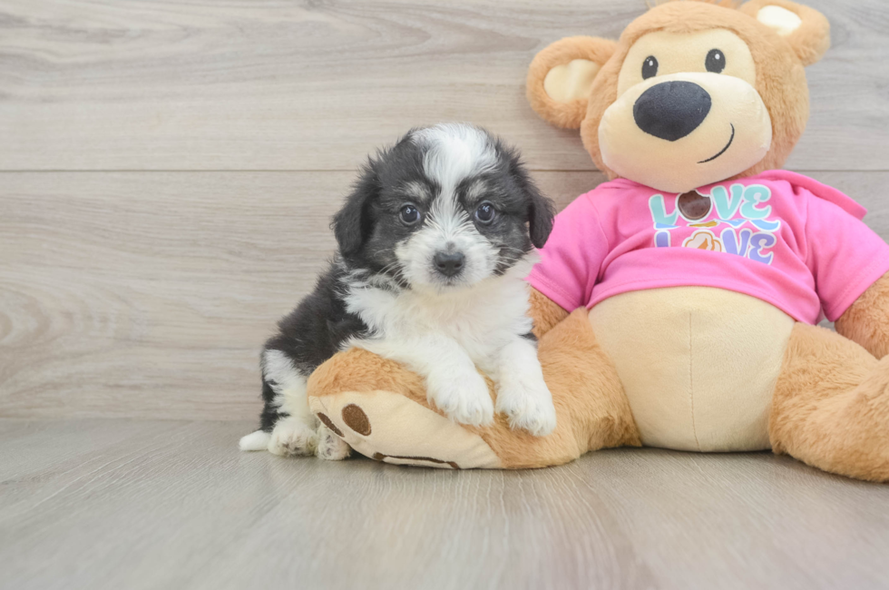 5 week old Aussiechon Puppy For Sale - Puppy Love PR