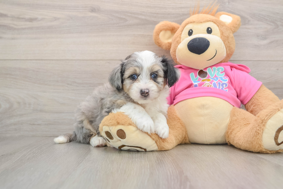 Aussiechon Puppy for Adoption