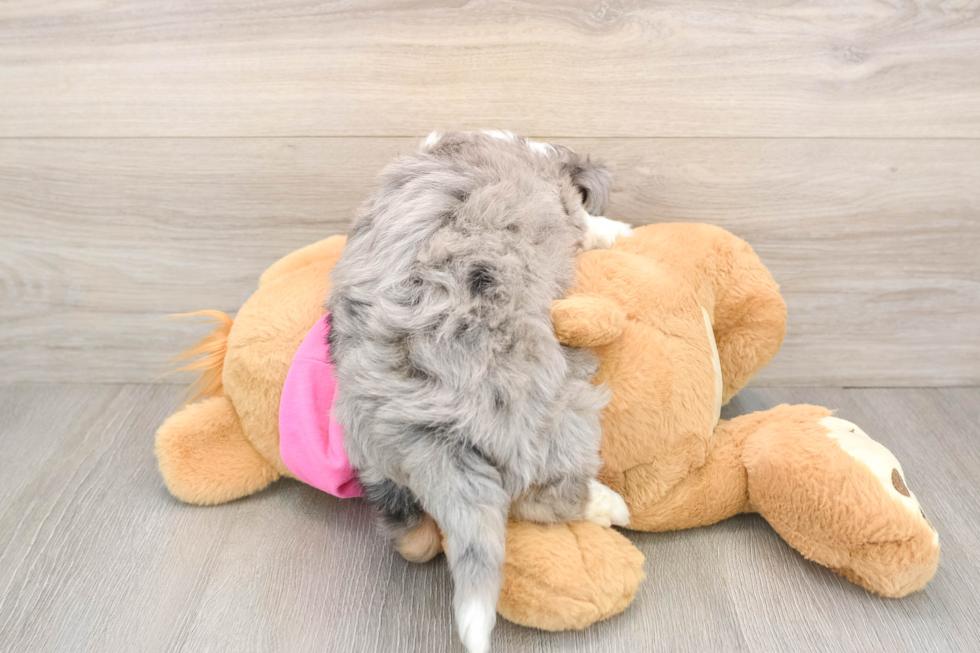 Adorable Aussie Bichon Designer Puppy