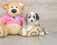 8 week old Aussiechon Puppy For Sale - Puppy Love PR