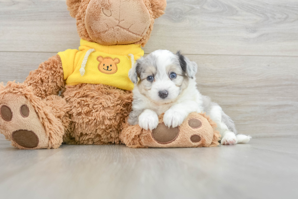 Aussiechon Pup Being Cute