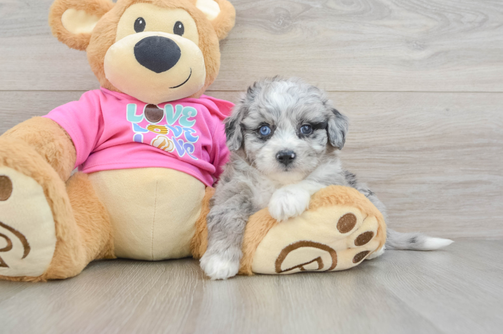 6 week old Aussiechon Puppy For Sale - Puppy Love PR