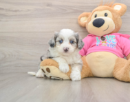 8 week old Aussiechon Puppy For Sale - Puppy Love PR
