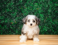 10 week old Aussiechon Puppy For Sale - Puppy Love PR