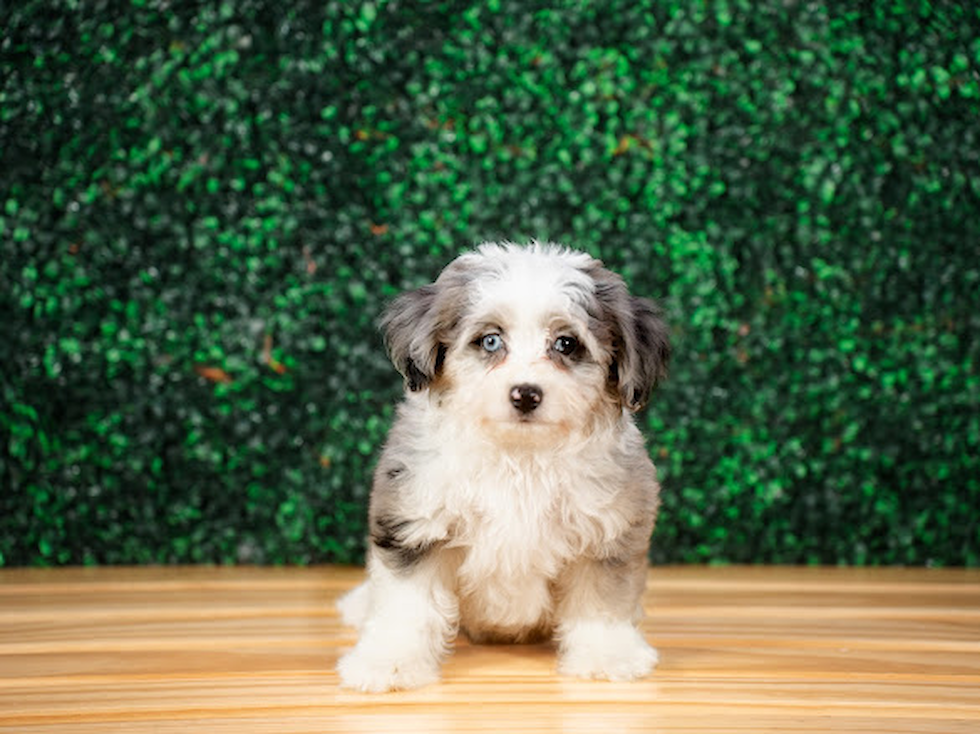 Cute Aussiechon Designer Pup