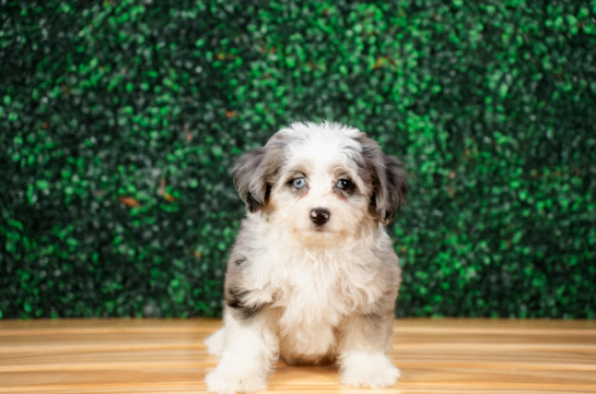 Cute Aussiechon Designer Pup