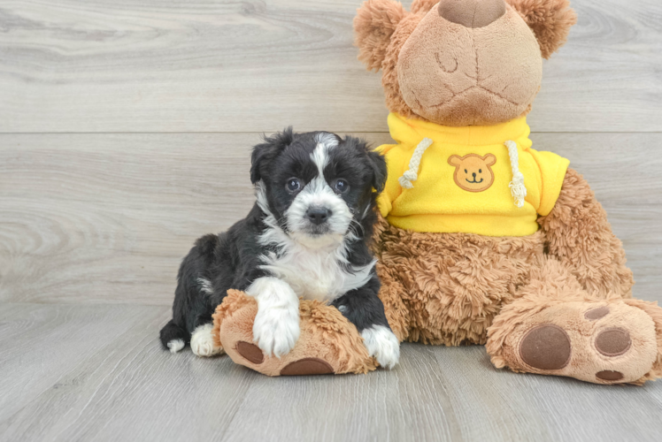 Meet Ironman - our Aussiechon Puppy Photo 1/3 - Puppy Love PR Playful Australian Designer Puppy