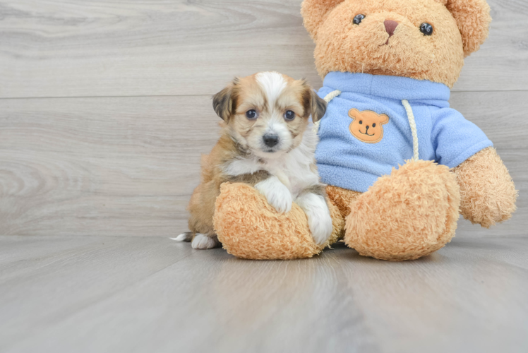 Meet Isabella - our Aussiechon Puppy Photo 1/3 - Puppy Love PR Aussiechon Puppy for Adoption