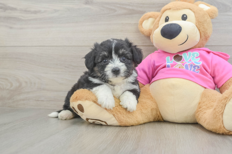 5 week old Aussiechon Puppy For Sale - Puppy Love PR