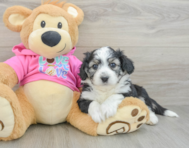 6 week old Aussiechon Puppy For Sale - Puppy Love PR