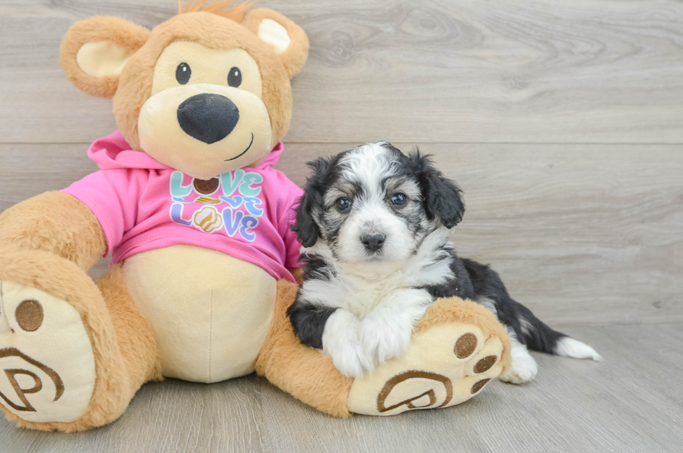 6 week old Aussiechon Puppy For Sale - Puppy Love PR