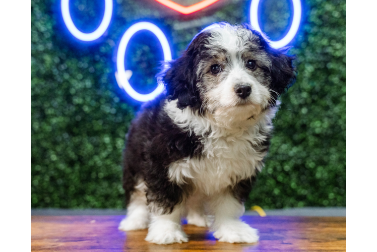 Aussiechon Puppy for Adoption