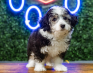 9 week old Aussiechon Puppy For Sale - Puppy Love PR