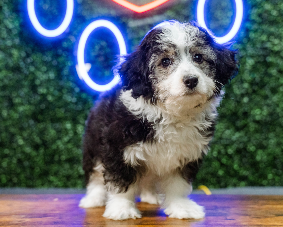 Aussiechon Puppy for Adoption
