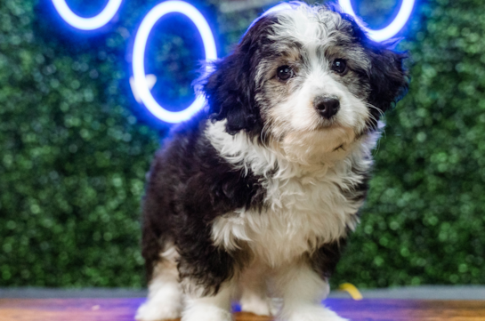 Aussiechon Puppy for Adoption
