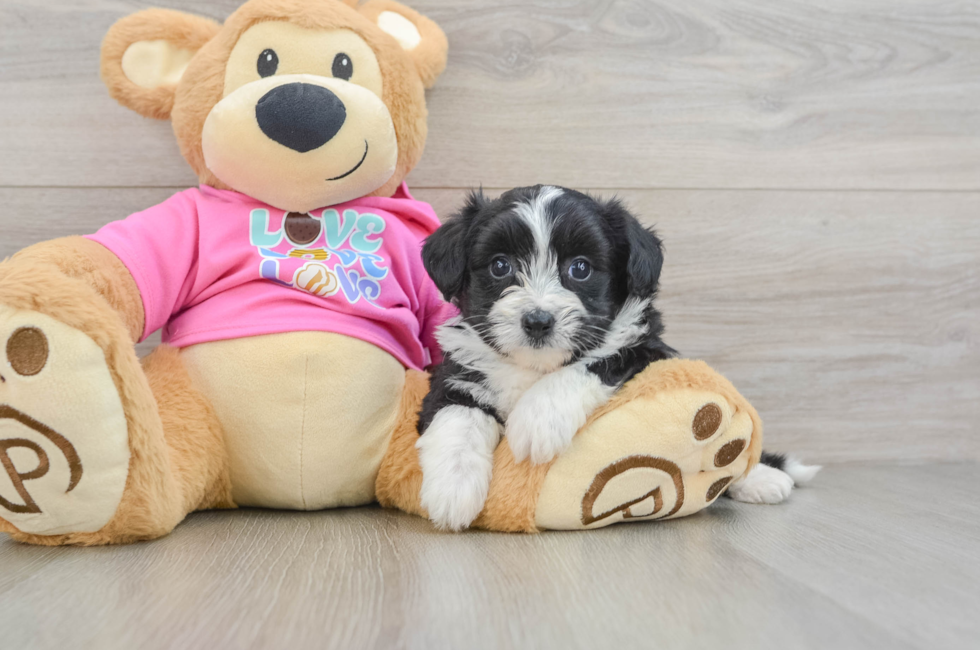 6 week old Aussiechon Puppy For Sale - Puppy Love PR