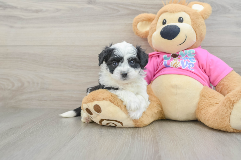 5 week old Aussiechon Puppy For Sale - Puppy Love PR