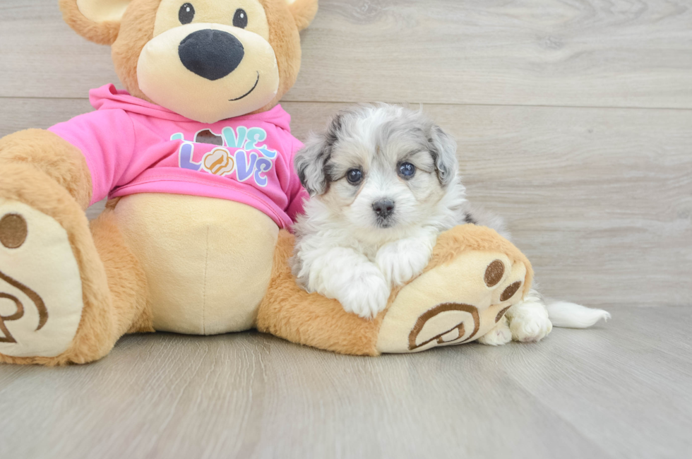 5 week old Aussiechon Puppy For Sale - Puppy Love PR