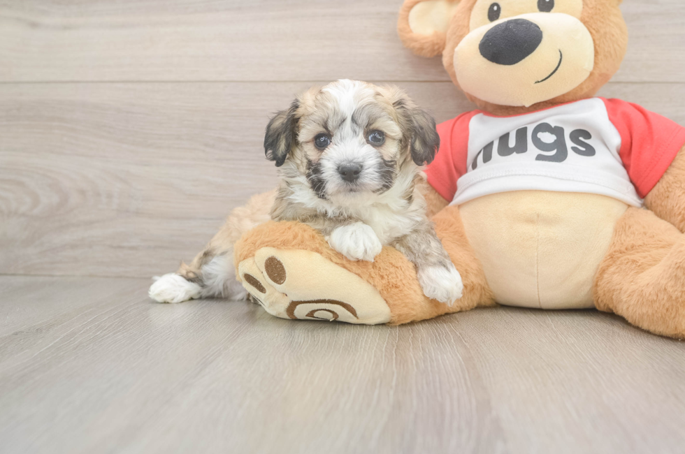 5 week old Aussiechon Puppy For Sale - Puppy Love PR