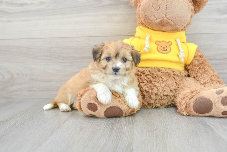 Meet Jenga - our Aussiechon Puppy Photo 1/3 - Puppy Love PR Aussiechon Pup Being Cute